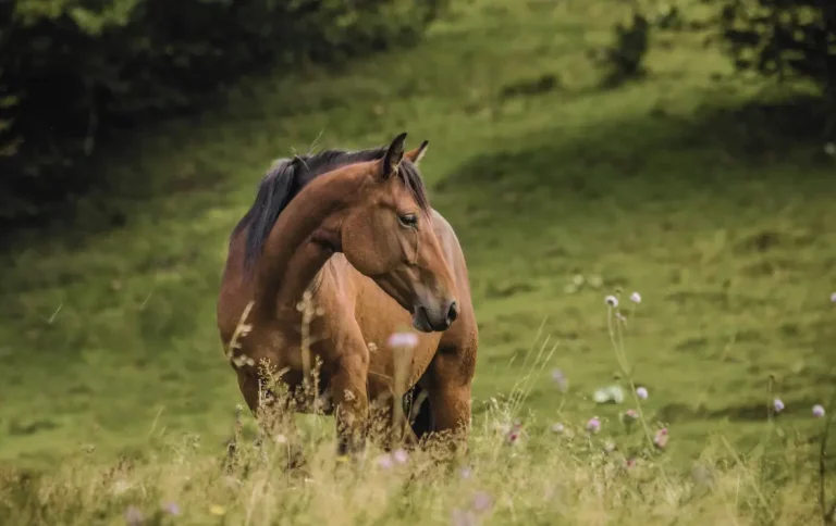 Un caballo pastando libremente en un prado verde de Moratalla durante el atardecer.
